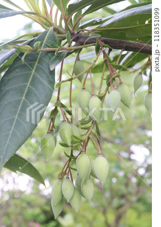 Elaeocarpus hainanensis flower plant on nursery 118351099