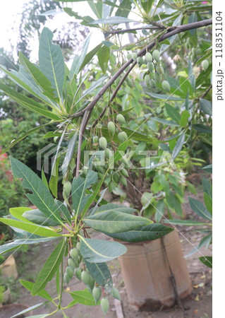Elaeocarpus hainanensis flower plant on nursery Elaeocarpus hainanensis flower plant on nursery 118351104