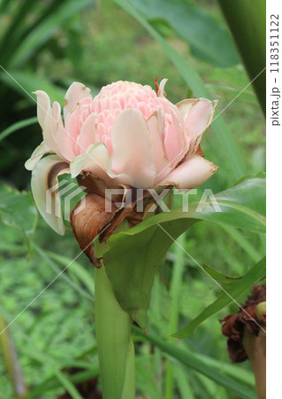 Etlingera elatior flower plant on farm 118351122