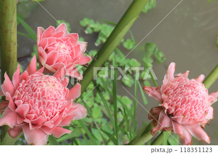 Etlingera elatior flower plant on farm Etlingera elatior flower plant on farm 118351123