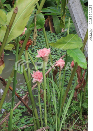 Etlingera elatior flower plant on farm 118351125