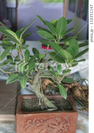Ficus retusa bonsai with fruits on nursery Ficus retusa bonsai with fruits on nursery 118351147