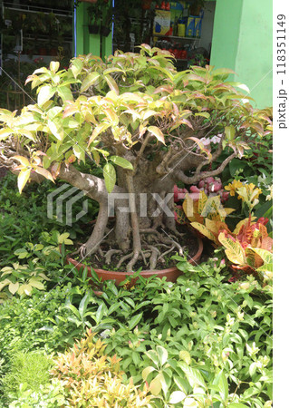 Ficus virens bonsai plant on nursery 118351149