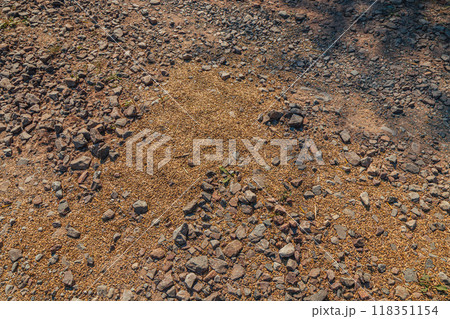 Lviv Ukraine Spilled grain from the harvester on the road near the field 118351154