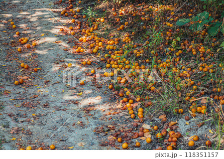 Ripe plums that fell to the ground Ripe plums that fell to the ground 118351157