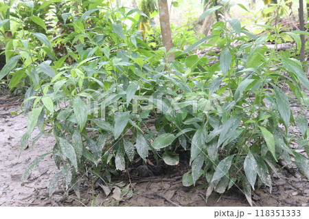 Andrographis paniculata medicinal plant on farm Andrographis paniculata medicinal plant on farm 118351333