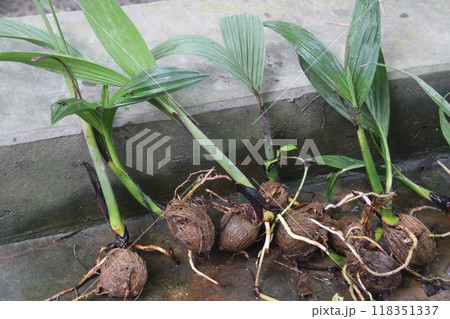 Areca nut plant seedlings on farm Areca nut plant seedlings on farm 118351337
