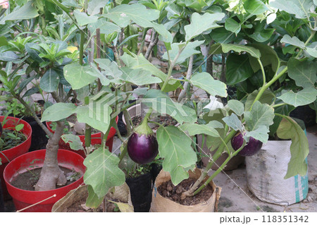 Brinjal plants in the farm for harvesting 118351342