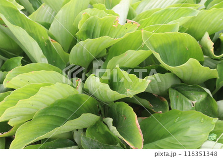 Calathea orbifolia plant on nursery 118351348