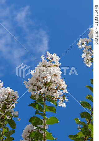 青空に映える白いサルスベリの花 青空に映える白いサルスベリの花 118351448