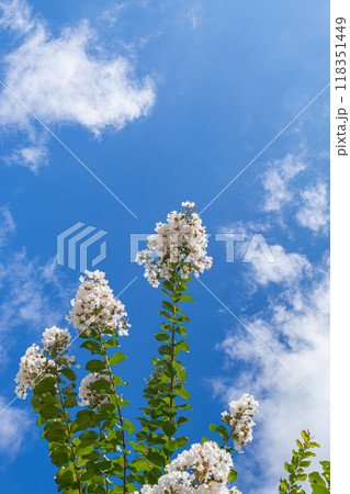 青空に映える白いサルスベリの花 青空に映える白いサルスベリの花 118351449