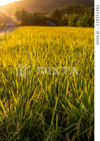 夕日に照らされる稲穂 118351481