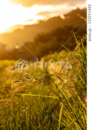 夕日に染まる稲穂 118351488