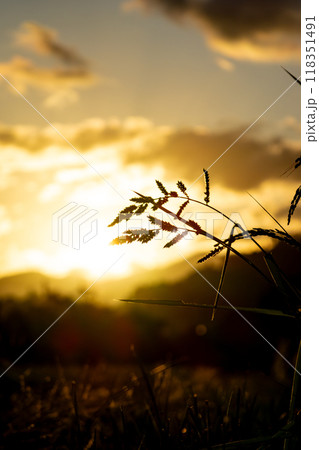 夕日に染まる稲穂 夕日に染まる稲穂 118351491