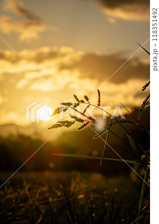 夕日に染まる稲穂 夕日に染まる稲穂 118351492