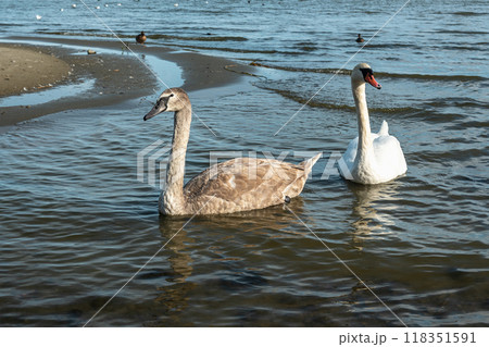 Swans in Curonian Lagoon on Curonian Spit in village Lesnoy. Russia Swans in Curonian Lagoon on Curonian Spit in village Lesnoy. Russia 118351591