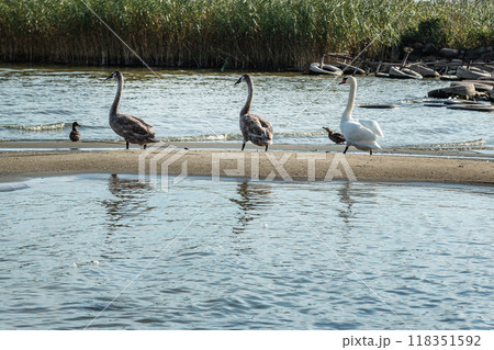 Swans on banks of Curonian Lagoon on Curonian Spit in village Lesnoy. Russia Swans on banks of Curonian Lagoon on Curonian Spit in village Lesnoy. Russia 118351592