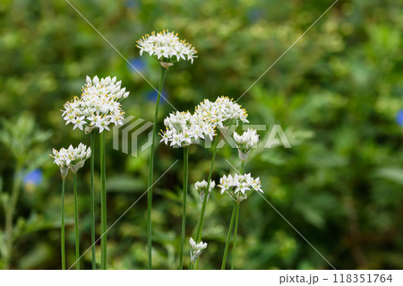 ハナニラの花01 ハナニラの花01 118351764