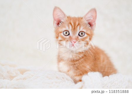 Cute red kitten sleeping on a light background 118351888