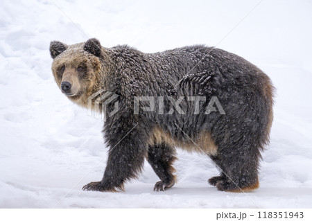 動物園のヒグマ 動物園のヒグマ 118351943