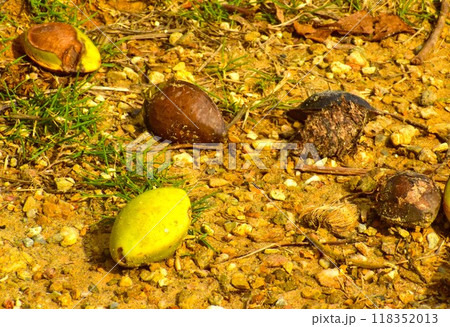 オキナワオオコオモリの好物のモモタマナの実 オキナワオオコオモリの好物のモモタマナの実 118352013