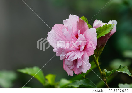 八重咲のムクゲ01 八重咲のムクゲ01 118352020
