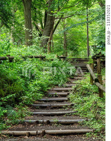 新緑の森の中にある階段 新緑の森の中にある階段 118352021