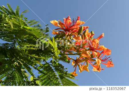 ホウオウボクの花と夏空 118352067