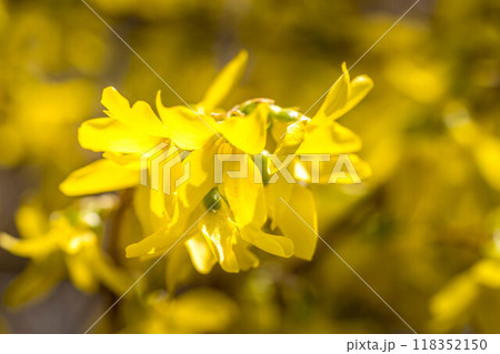 レンギョウの花咲く頃~早春の光~ レンギョウの花咲く頃~早春の光~ 118352150