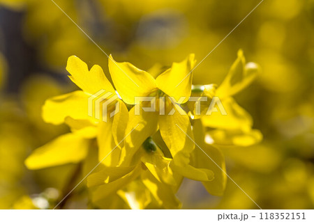 レンギョウの花咲く頃~早春の光~ レンギョウの花咲く頃~早春の光~ 118352151