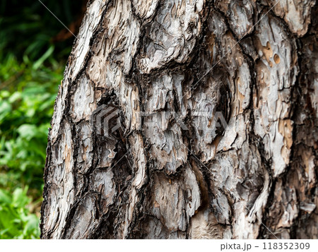 ダイナミックな松の樹皮 ダイナミックな松の樹皮 118352309