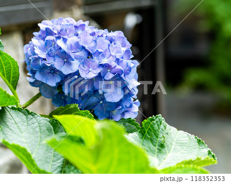 梅雨を彩る景色　カラフルで美しいアジサイ 118352353