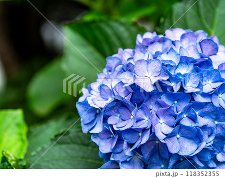 梅雨を彩る景色 カラフルで美しいアジサイ 梅雨を彩る景色 カラフルで美しいアジサイ 118352355