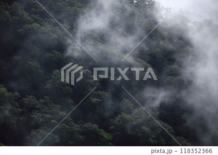 山深い森にかかる霧雲 118352366
