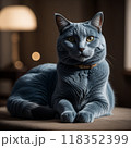 部屋で見つめる猫 118352399