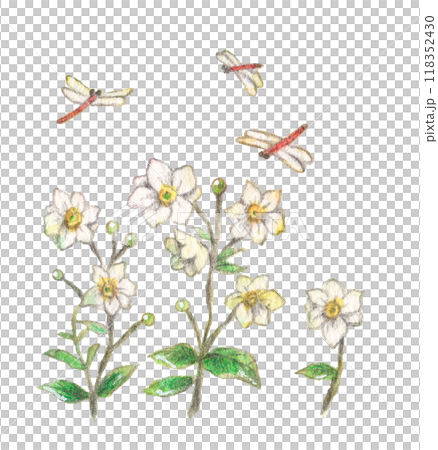 秋天的菊花和蜻蜓的秋天形象的模擬水彩畫 118352430