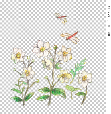 Illustration material of autumn image of white flowers and dragonflies painted in watercolor 118352431