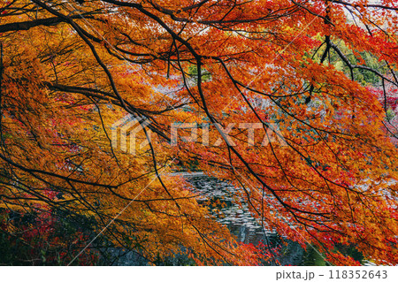京都龍安寺の秋景色 118352643