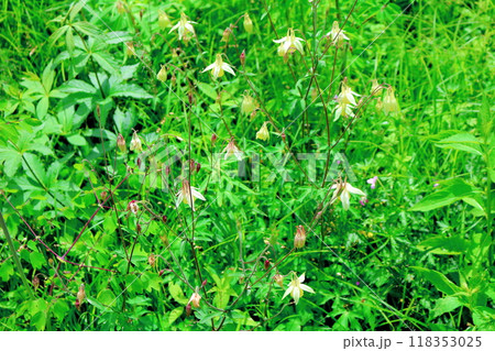7月の入笠山の花々 信州の風景 信州の高山植物 7月の入笠山の花々 信州の風景 信州の高山植物 118353025