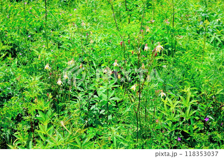 7月の入笠山の花々 信州の風景 信州の高山植物 7月の入笠山の花々 信州の風景 信州の高山植物 118353037