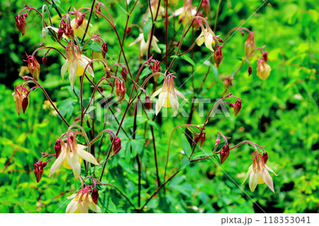 7月の入笠山の花々　　　信州の風景　　　信州の高山植物 118353041