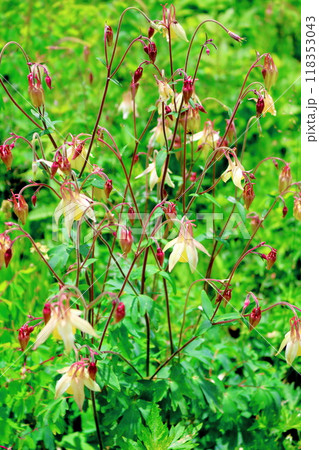 7月の入笠山の花々　　　信州の風景　　　信州の高山植物 118353043