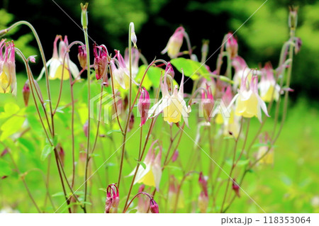 7月の入笠山の花々　　　信州の風景　　　信州の高山植物 118353064
