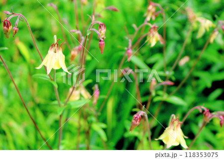 7月の入笠山の花々　　　信州の風景　　　信州の高山植物 118353075
