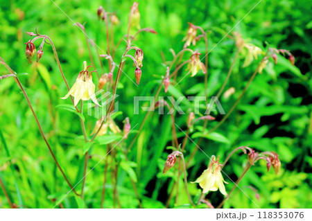 7月の入笠山の花々 信州の風景 信州の高山植物 7月の入笠山の花々 信州の風景 信州の高山植物 118353076