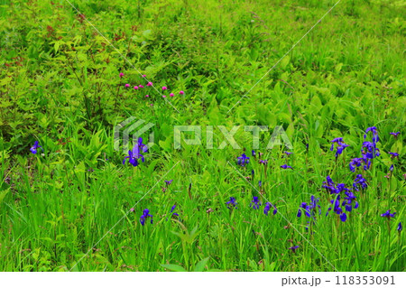 7月の入笠山の花々　　　信州の風景　　　信州の高山植物 118353091