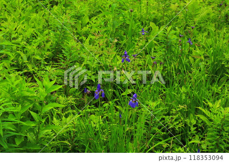 7月の入笠山の花々 信州の風景 信州の高山植物 7月の入笠山の花々 信州の風景 信州の高山植物 118353094
