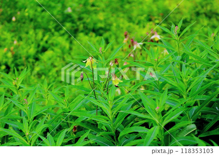 7月の入笠山の花々 信州の風景 信州の高山植物 7月の入笠山の花々 信州の風景 信州の高山植物 118353103