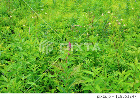 7月の入笠山の花々 信州の風景 信州の高山植物 7月の入笠山の花々 信州の風景 信州の高山植物 118353247