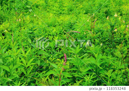7月の入笠山の花々　　　信州の風景　　　信州の高山植物 118353248